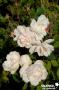 ROSIER 'Madame Alfred Carriere' GPT-PALIS C6L