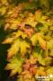 ACER 'Minorient' Orientalia® BALIV C4.5L