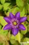 CLEMATIS 'Multi Blue' FF PALIS C4L