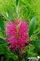 CALLISTEMON viminalis 'Hot Pink' COV C4.5L