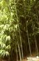 PHYLLOSTACHYS bissetii 3/4BR C5L
