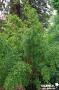 PHYLLOSTACHYS flexuosa 3/4BR C5L