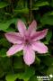 CLEMATIS 'Hagley Hybrid' FF PALIS C4L