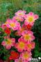 ROSIER 'Interhappy' Happy Chappy® C4.5L