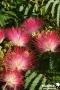 ALBIZIA julibrissin 'Boubri' Ombrella TG C15L