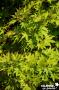 ACER palmatum 'Bi-Hoo' C4.5L