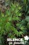 ACER PALMATUM OKUSHIMO TFE-C4.5L