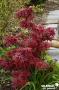 ACER palmatum 'Shaina' C4.5L