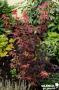 ACER palmatum 'Skeeter's Broom' C4.5L