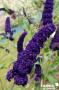 BUDDLEJA davidii 'Black Knight' FF C2L-RC