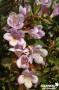 ABELIA 'Mindu02' pastel Charm® C10L