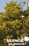 ACACIA dealbata 'Gaulois Astier' FF BALIV C2.5L