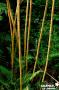 PHYLLOSTACHYS vivax 'Aureocaulis' 5/8P 150/200 C15L