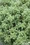 HEBE topiaria FF C2L