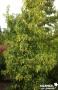 LIQUIDAMBAR STYRACIFLUA AUREA 60/80-C4.5L