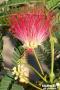 ALBIZIA JULIBRISSIN RGE BALIV-100/125-C15L