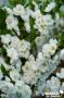 PECHER persica White Peachy FF TG H40 C10L