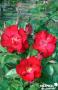 ROSIER 'Interlone' Cycloon® C6L