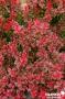 BERBERIS THUNBERGII ADMIRATION C2L-DECO
