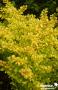 BERBERIS THUNBERGII DIABOLICUM C2L-DECO