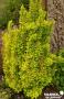 BERBERIS THUNBERGII GOLDEN TORCH® C2L-DECO