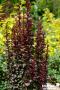 BERBERIS THUNBERGII REDTORCH C2L-DECO