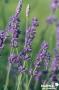 LAVANDULA angustifolia 'Dwarf Blue' FF C2L-RC