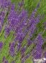 LAVANDULA intermedia 'Dutch' FF C2L-RC