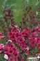 LEPTOSPERMUM scoparium Jubilee FF C2L-RC