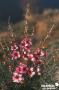 LEPTOSPERMUM scoparium Martini FF C2L-RC