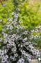 LEPTOSPERMUM scoparium Nana Huia FF C2L-RC