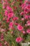 LEPTOSPERMUM scoparium Red Damask FF C2L-RC