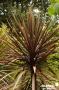 CORDYLINE australis Purpurea FF C5L