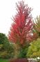 ACER freemanii 'Jeffersred' Autumn Blaze BALIV C15L