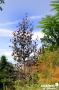 BETULA 'Crimson Frost' BALIV C15L