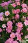 ROSIER 'Intropi' Pink Pin's® C2L-RC
