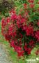 ROSIER 'The Fairy' rouge rouge FF C2L-RC