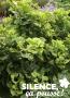 GINKGO biloba 'Mariken' TG-H40 C6L