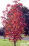 LIQUIDAMBAR styraciflua TG C25L