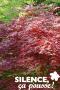 ACER palmatum 'Atropurpureum' C3L