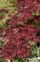 ACER palmatum 'Bloodgood' C3L