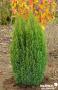 CHAMAECYPARIS lawsoniana 'Ellwood's Gold' FF 30/40 C2L-RC