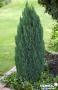 CHAMAECYPARIS L.ELLWOOD S PILLAR® 30/40-C2L-DECO 
