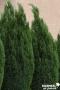 CHAMAECYPARIS lawsoniana 'Ellwoodii' FF 30/40 C2L-RC