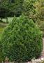 CHAMAECYPARIS lawsoniana 'Minima Glauca' FF C2L-RC
