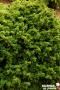 CRYPTOMERIA japonica 'Vilmoriniana' FF C2L-RC