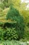 JUNIPERUS chinensis 'Stricta' FF C2L-RC