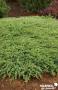 JUNIPERUS conferta Slager FF C2L-RC
