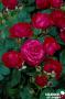 ROSIER 'Intercomdoor' Dominica® C6L