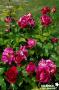 ROSIER Candy Land® FF GPT-PALIS C6L